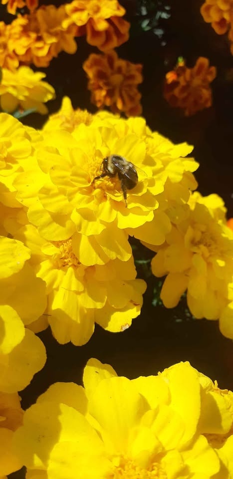 Large packs of French Marigold seeds Annual🌼🌼 - photo 3