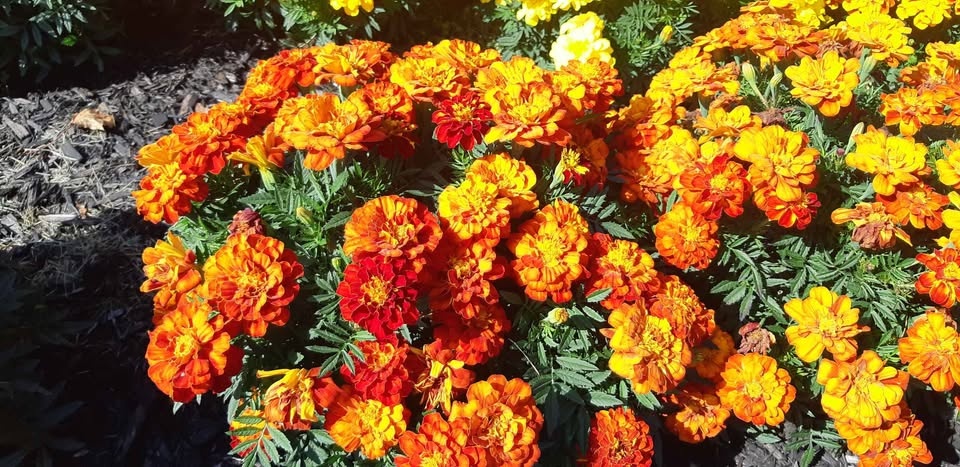 Large packs of French Marigold seeds Annual🌼🌼 - photo 4