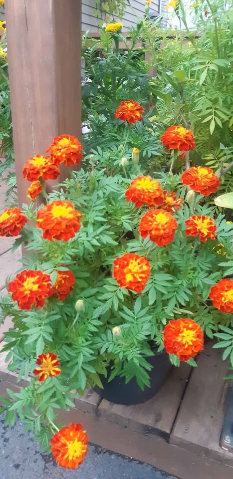 Large packs of French Marigold seeds Annual🌼🌼 - photo 5
