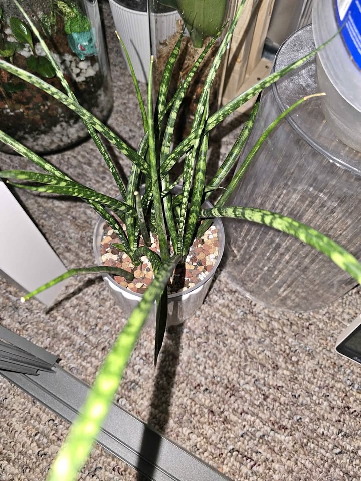 Snake plant Sansevieria Fernwood Mikado