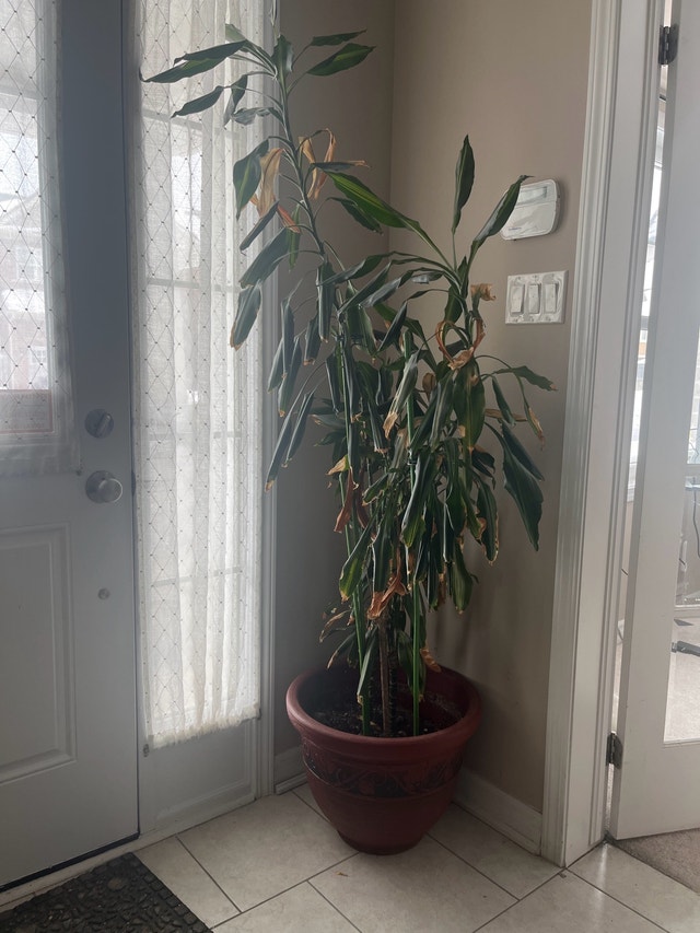 Potted Plant