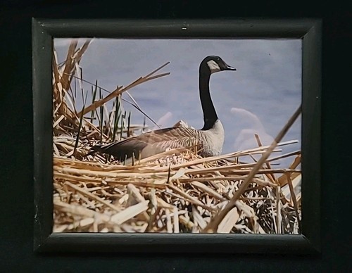 Photograph Of A Goose 8"x10" Matte