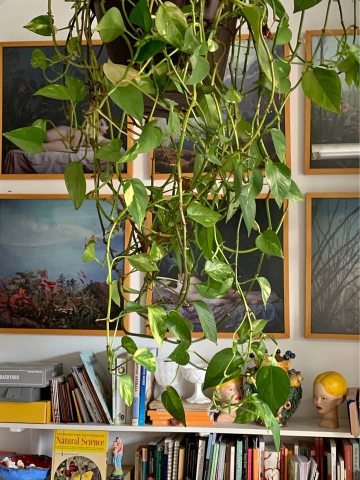 Hanging plant for sale