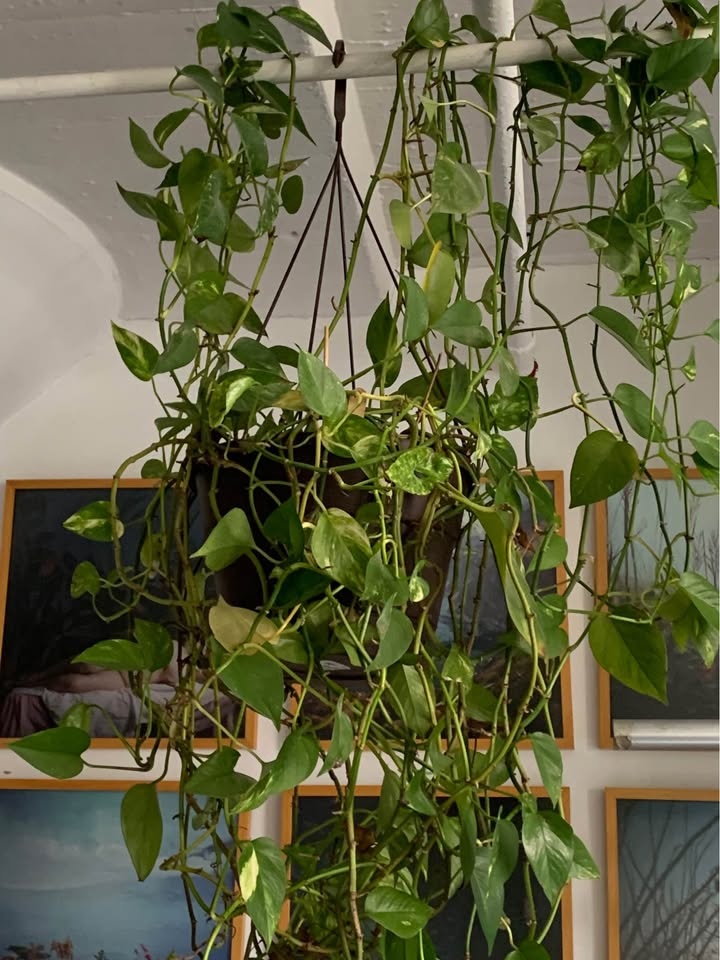 Hanging plant for sale - photo 2