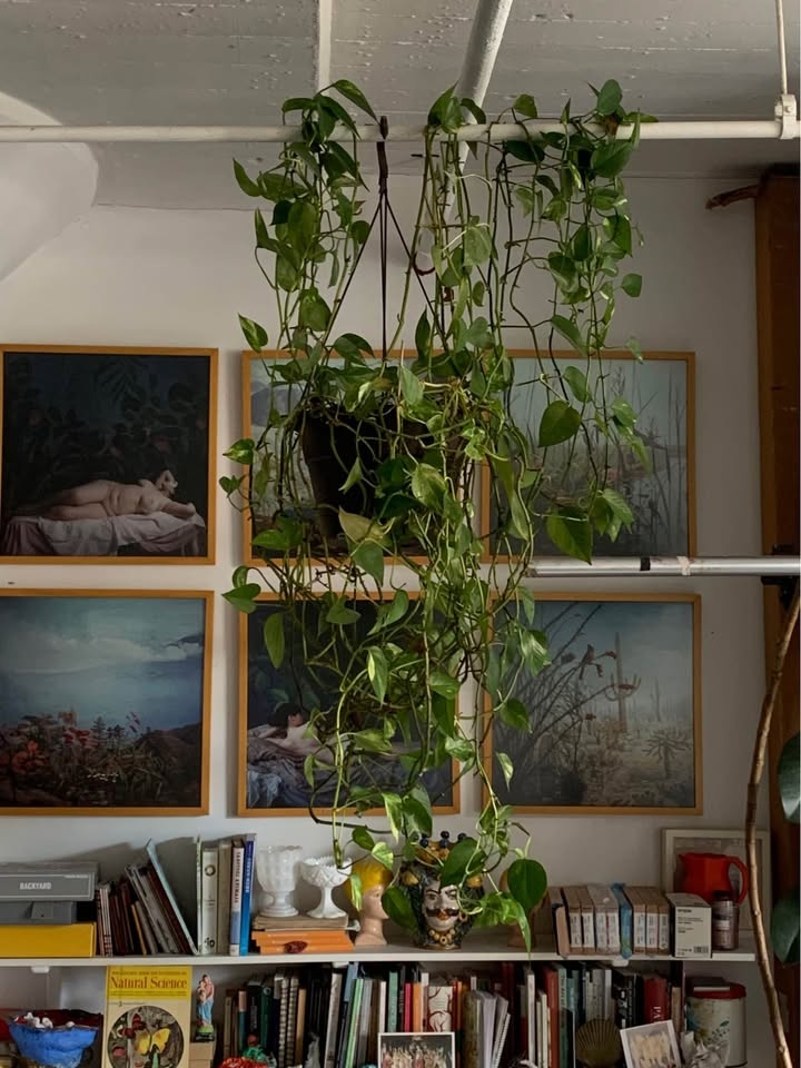 Hanging plant for sale - photo 3