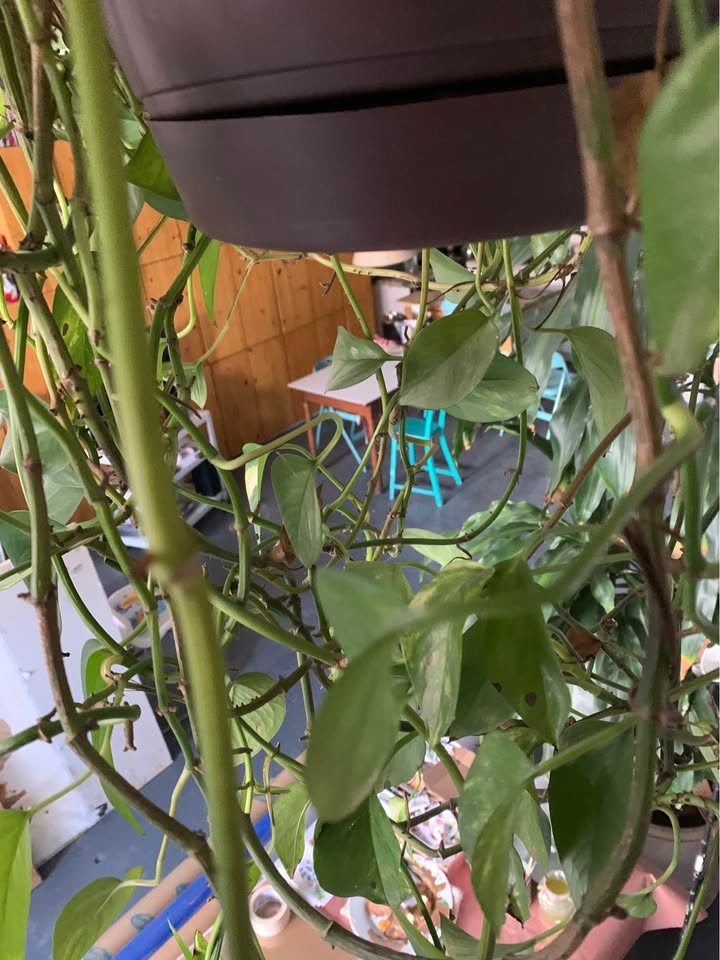 Hanging plant for sale - photo 4