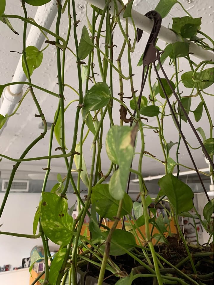 Hanging plant for sale - photo 5