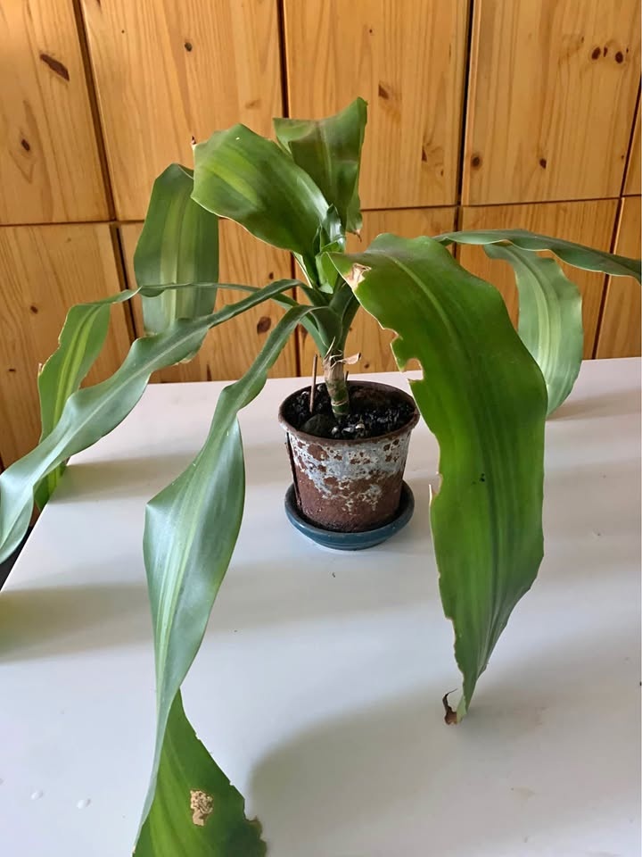 Plant for sale