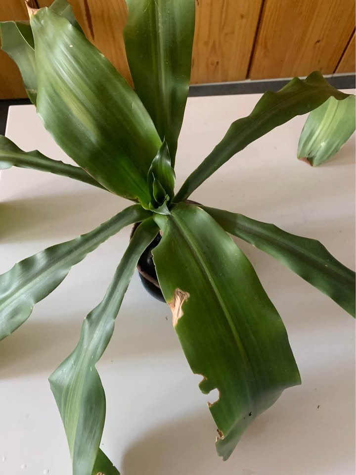 Plant for sale - photo 2