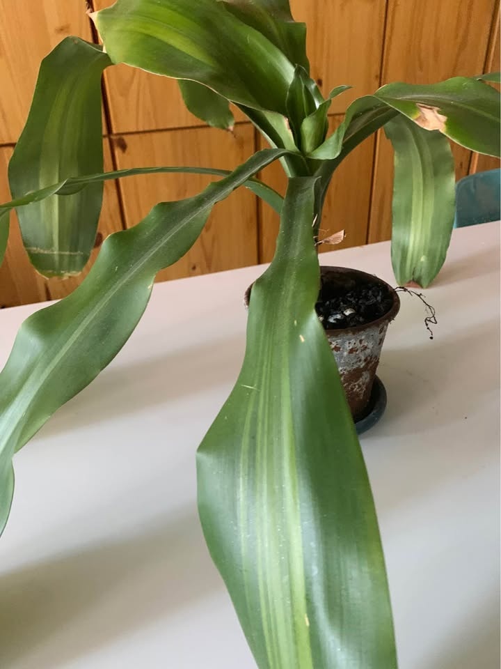 Plant for sale - photo 3