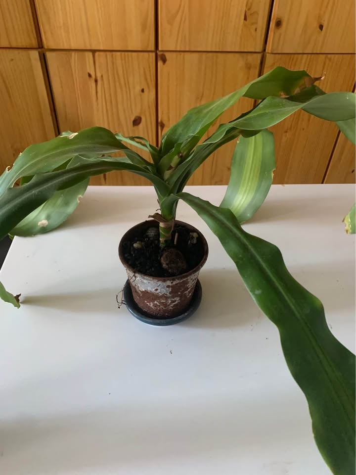 Plant for sale - photo 4