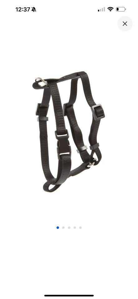 Whisker City Kitten Harness – Black (8–12 in)