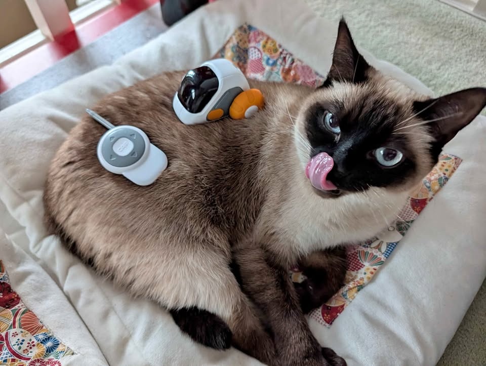 Remote Control Pet Toy