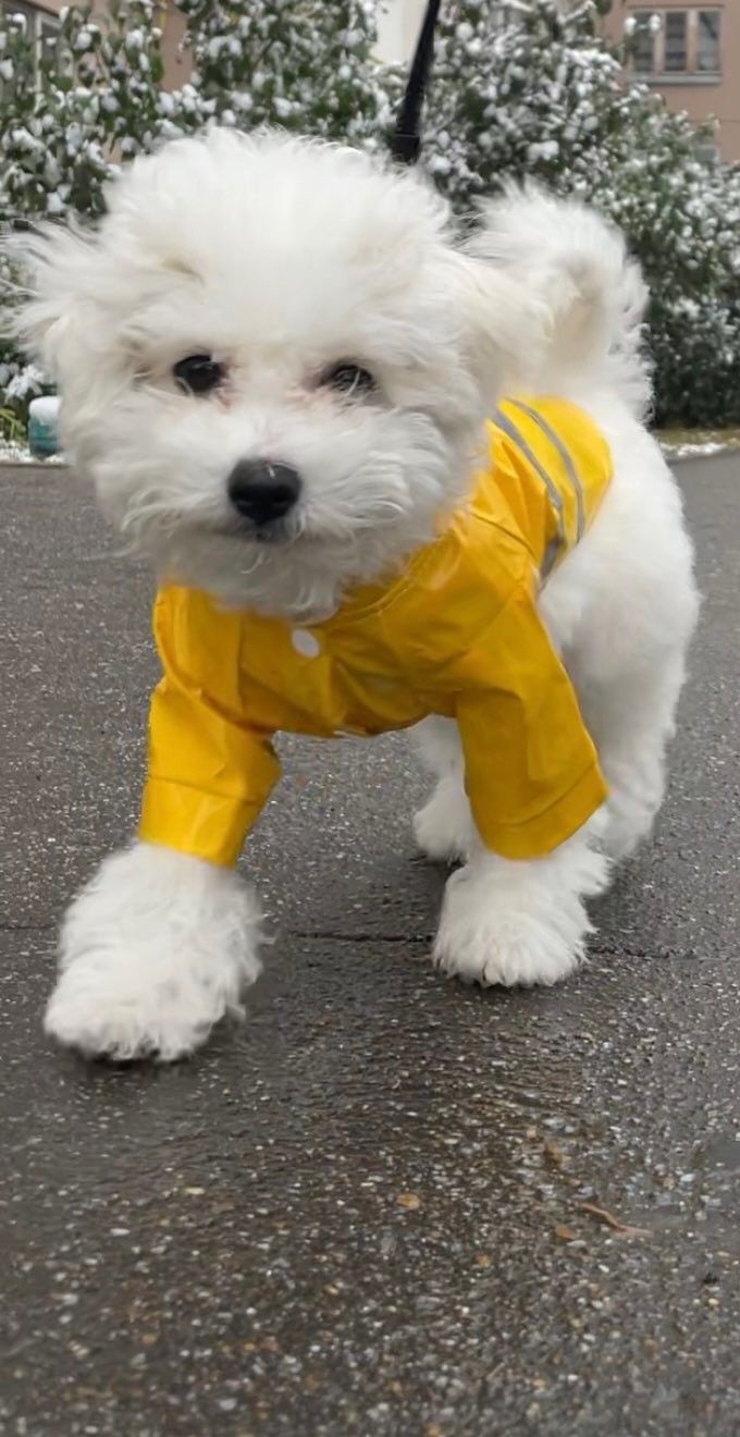 Pup Reflector Raincoats