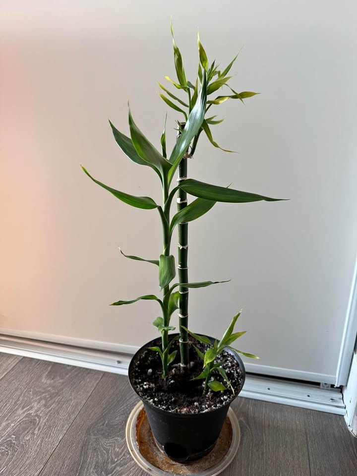 Lucky bamboo with pot