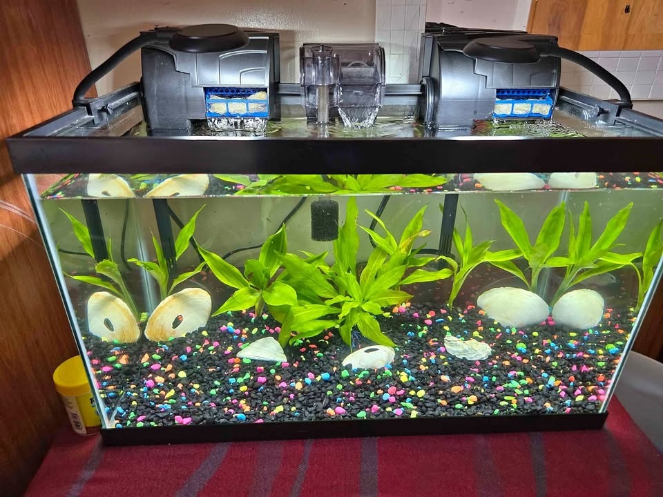 10 Gallon Fish Tank Setup – Complete Bundle