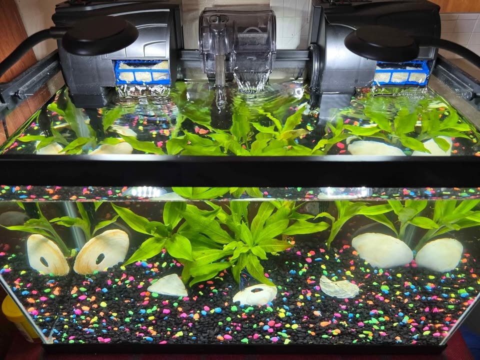 10 Gallon Fish Tank Setup – Complete Bundle - photo 3