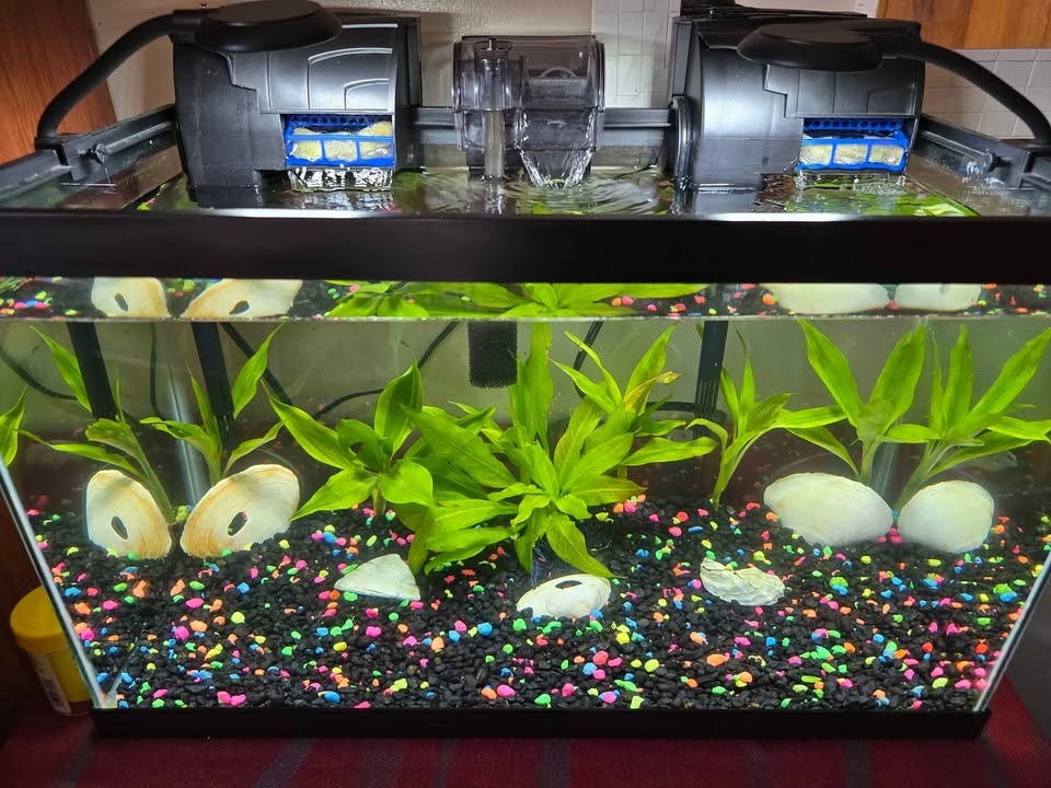 10 Gallon Fish Tank Setup – Complete Bundle - photo 4