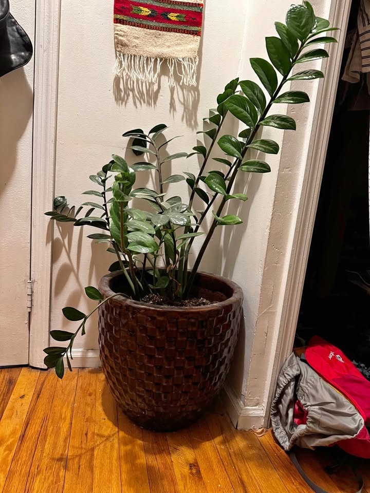 Large ZZ plant in planter