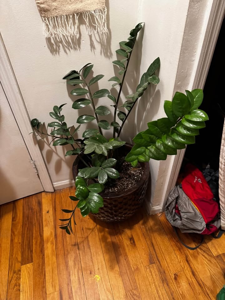 Large ZZ plant in planter - photo 2