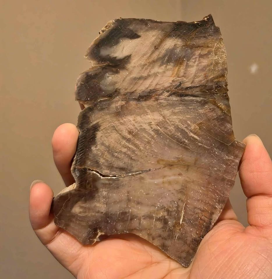 Petrified Wood Slab