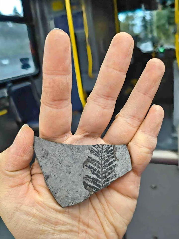 Fern Fossil