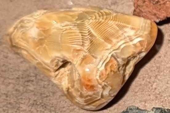 Rocks specimens and petrified wood - photo 2