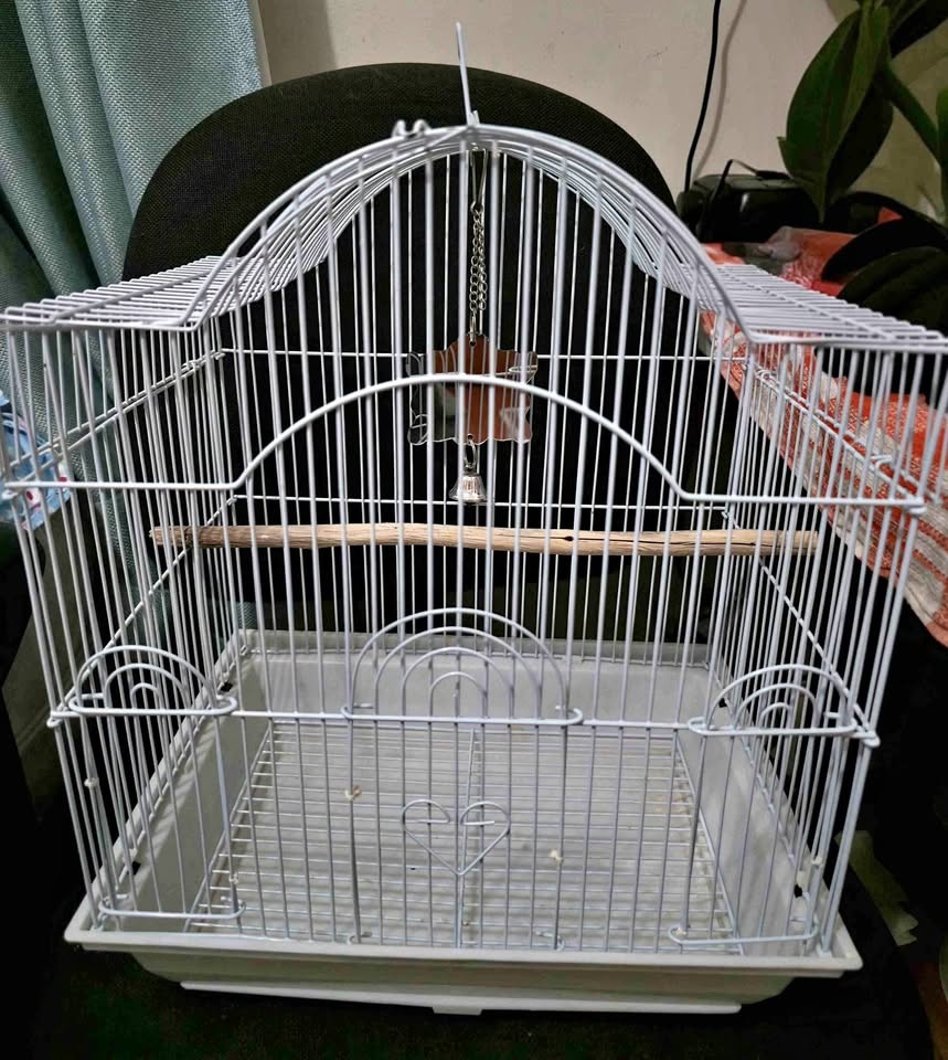 Bird Cage