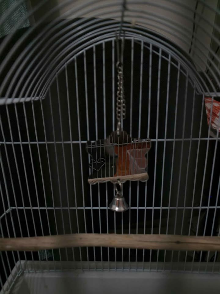 Bird Cage - photo 2