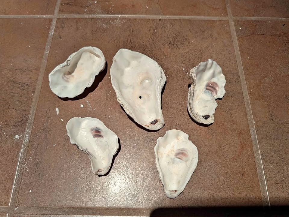 Sterilized Oyster Shells for Craft