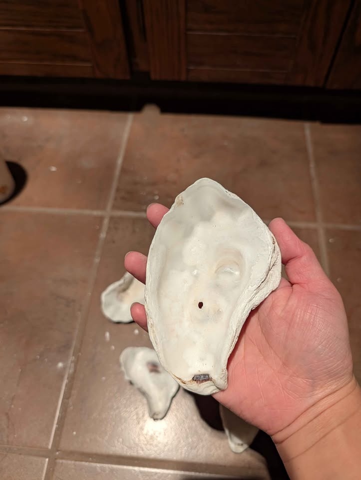 Sterilized Oyster Shells for Craft - photo 2