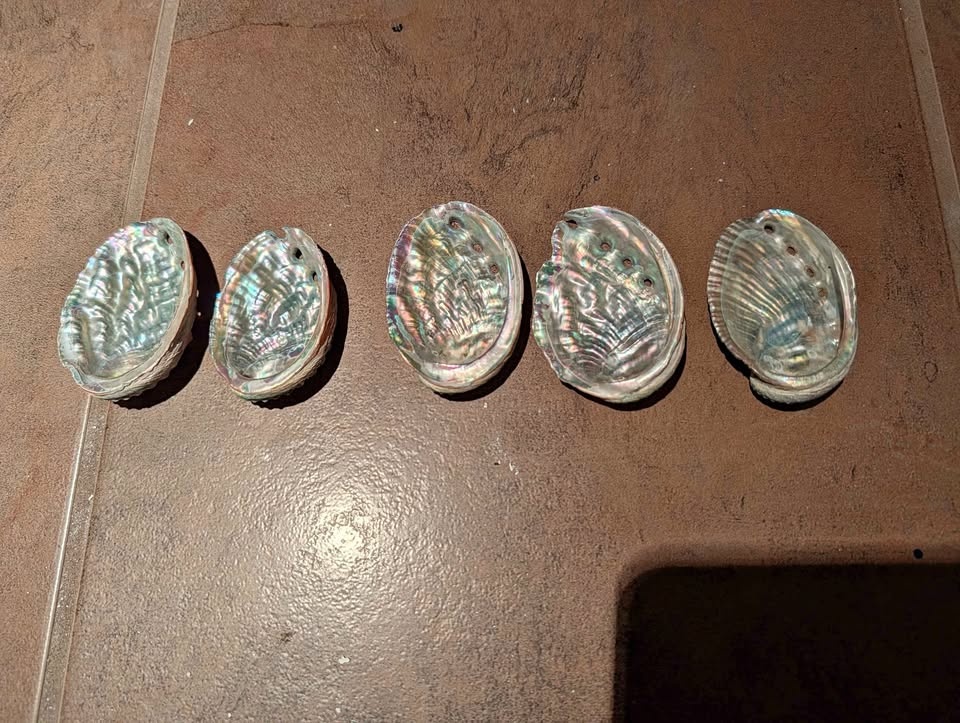 5 Abalone Shells