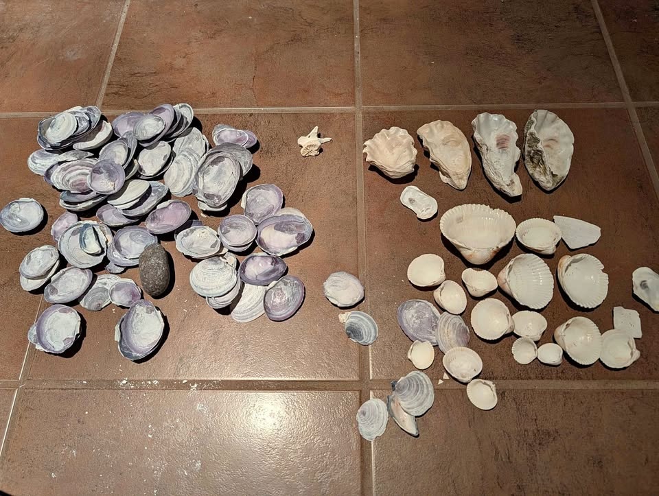Vancouver Island Seashell Dump