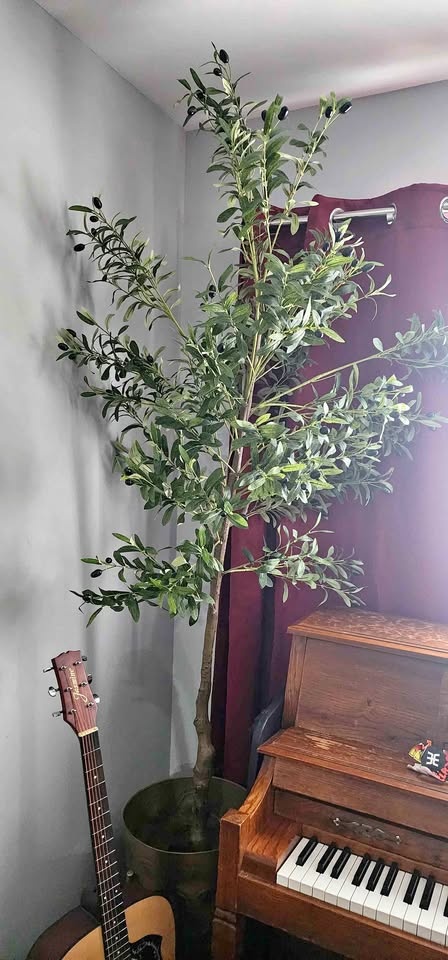 OLIVE TREE