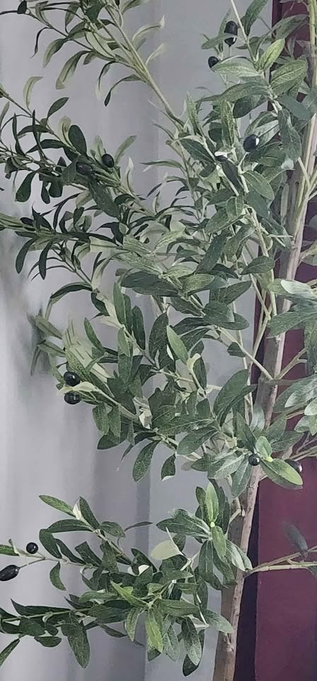 OLIVE TREE - photo 2
