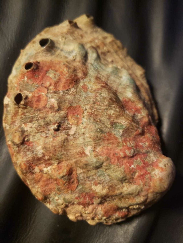 Abalone Shell