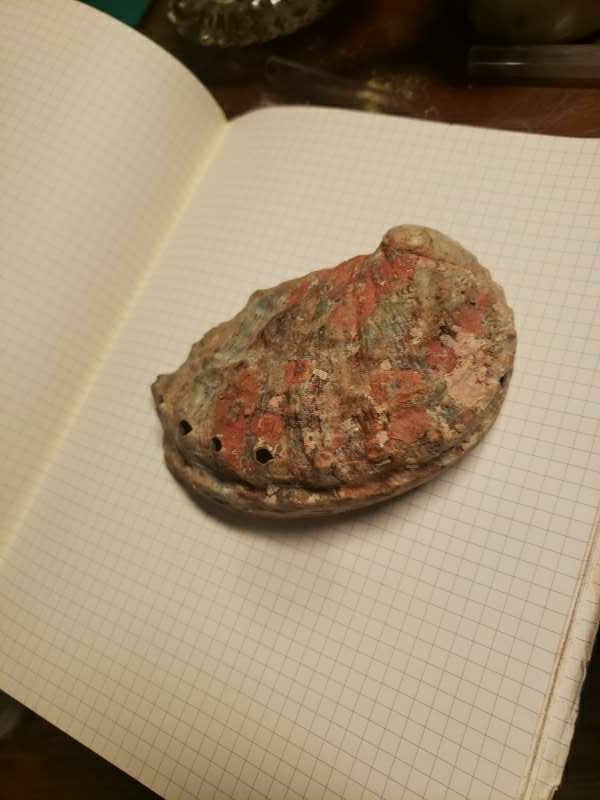 Abalone Shell - photo 2