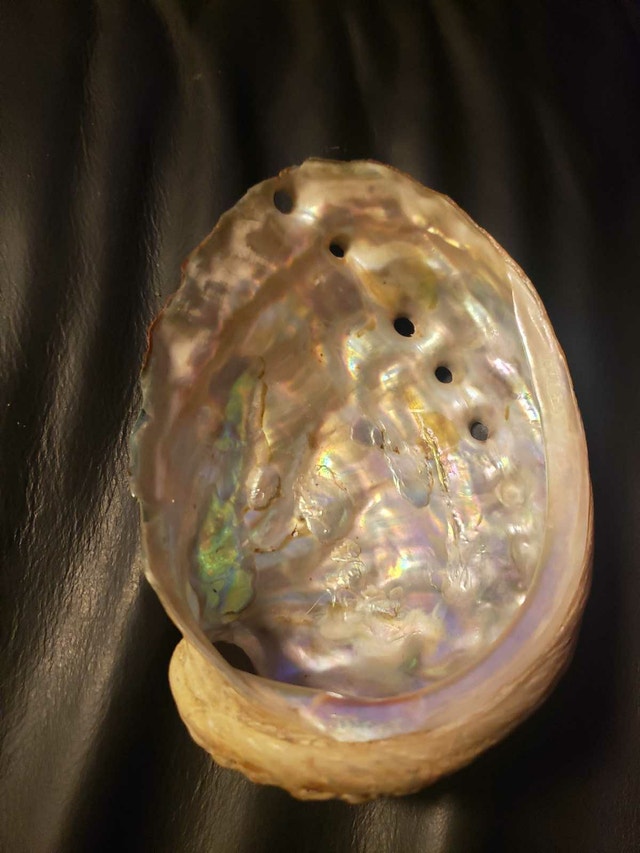 Abalone Shell - photo 3