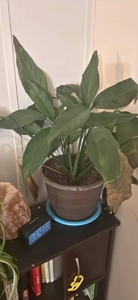 Peace Lily Plant in Pot