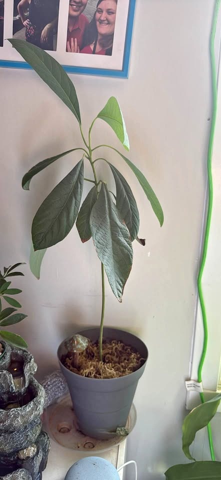 Avocado sapling in pot