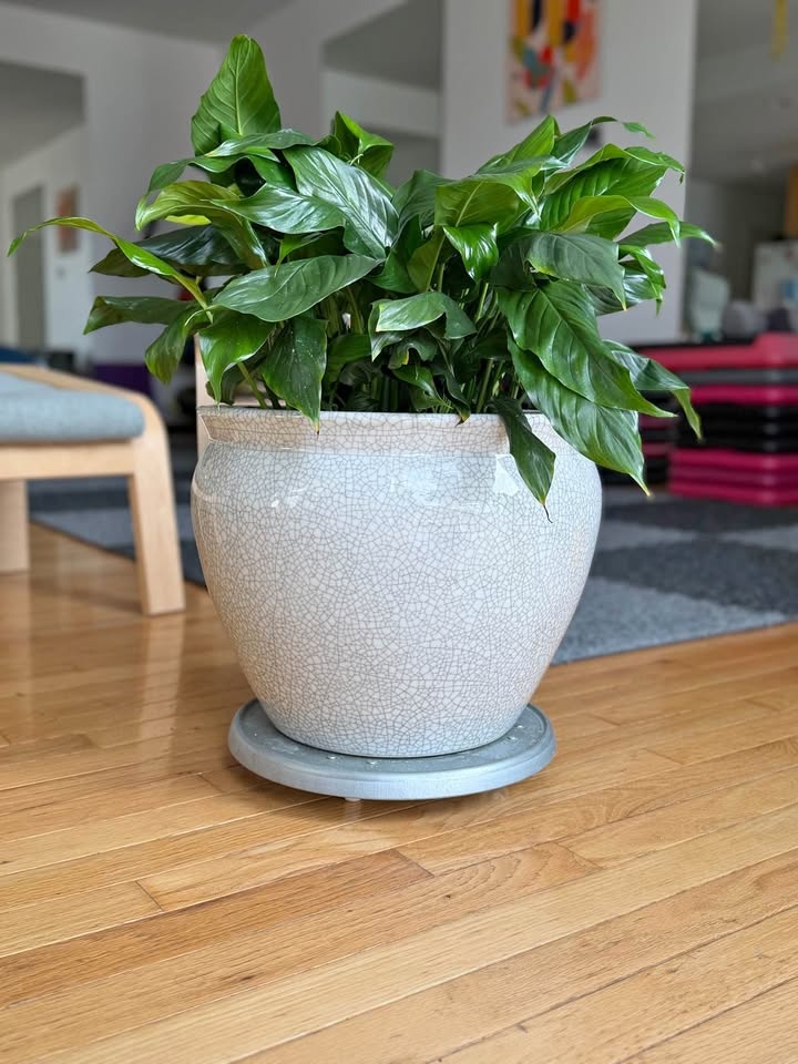 Large Mature Peace Lily in Heavy Ceramic Pot – Blooms Regularly