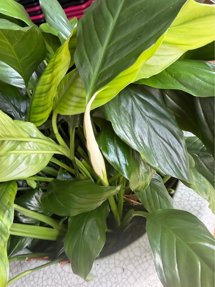 Large Mature Peace Lily in Heavy Ceramic Pot – Blooms Regularly - photo 2