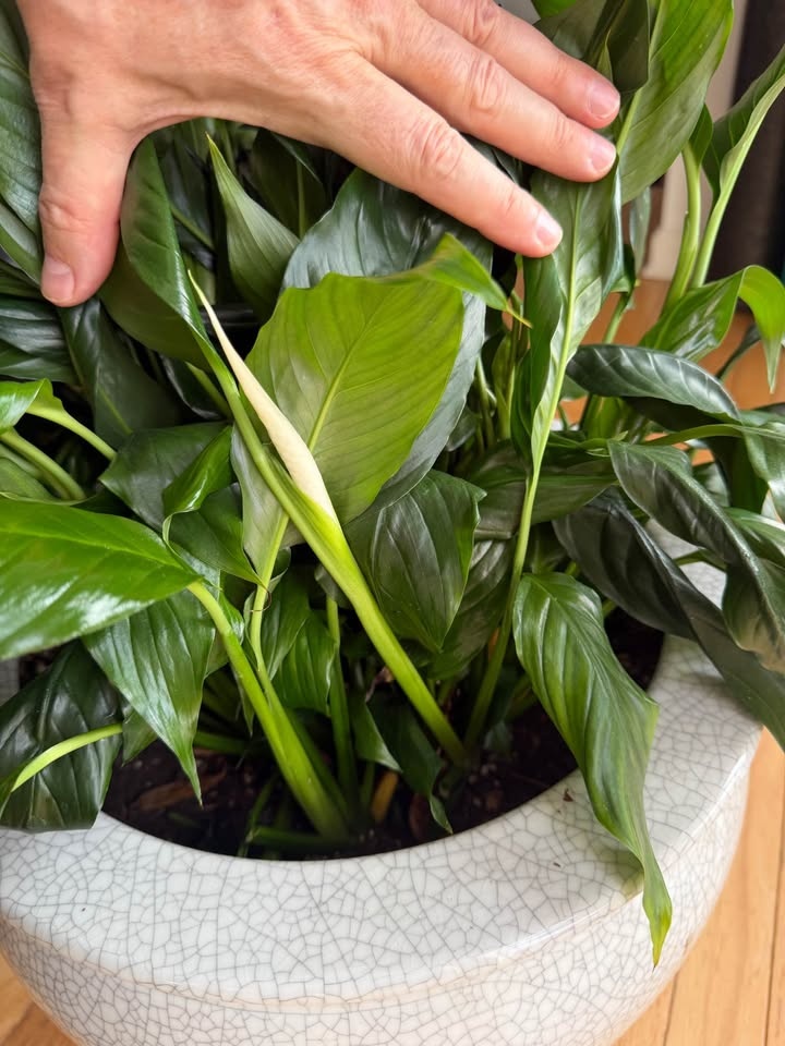 Large Mature Peace Lily in Heavy Ceramic Pot – Blooms Regularly - photo 3