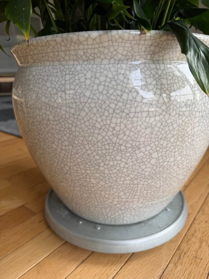 Large Mature Peace Lily in Heavy Ceramic Pot – Blooms Regularly - photo 4