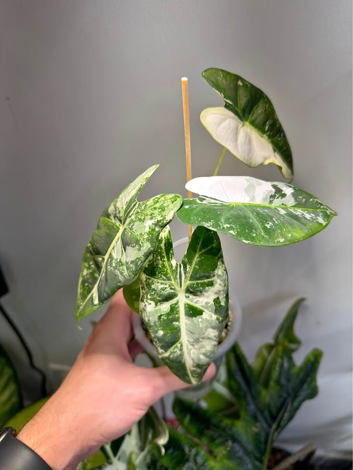 Alocasia Frydek albo highly variegated