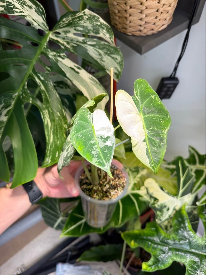 Alocasia Frydek albo highly variegated - photo 2