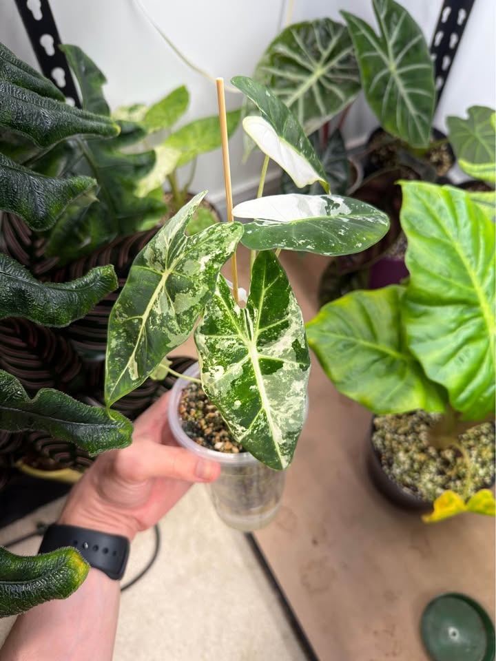 Alocasia Frydek albo highly variegated - photo 3