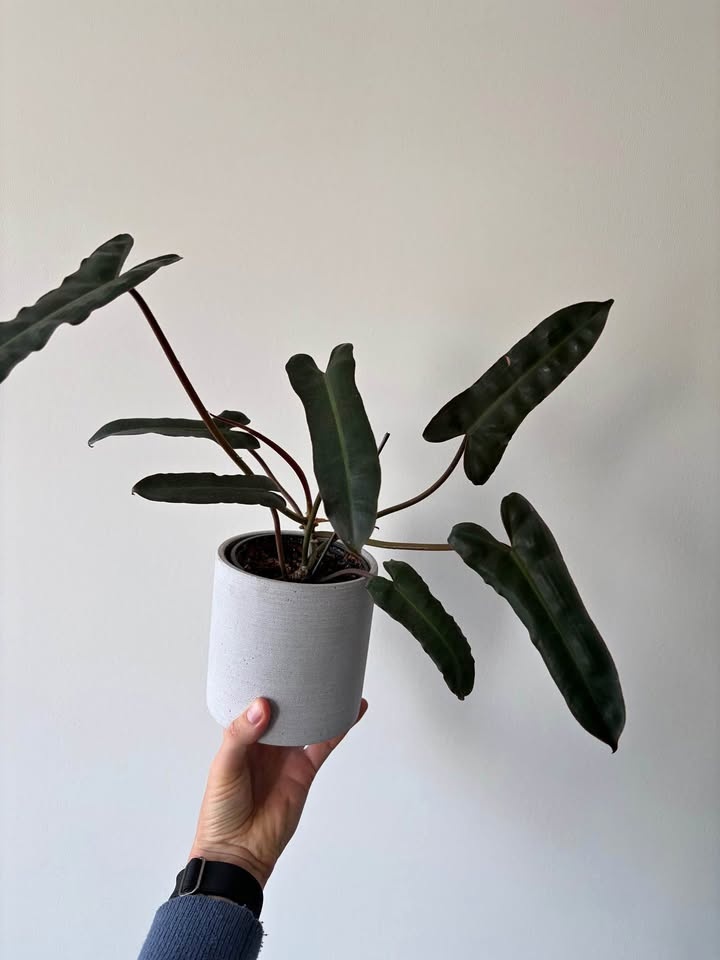 Philodendron Billietiae x Atabapoense Hybrid