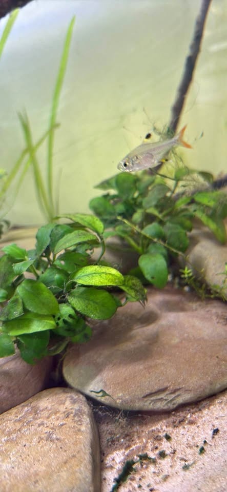 Anubias nana aquarium plant