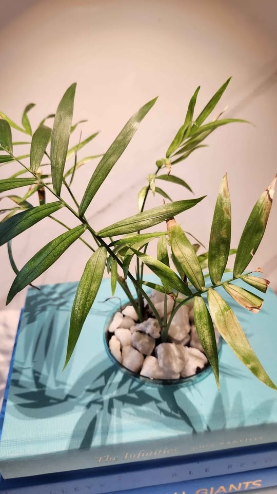 Upcycled Teal Book Planter with Parlour Palm - photo 3